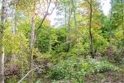 Buck Run Ridge Tract 17