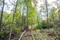 Buck Run Ridge Tract 17