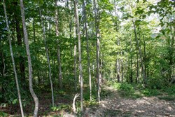 Buck Run Ridge Tract 2