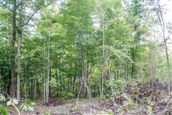 Buck Run Ridge Tract 23