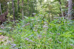 Buck Run Ridge Tract 23