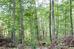 Buck Run Ridge Tract 23