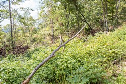 Buck Run Ridge Tract 26