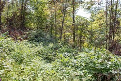 Buck Run Ridge Tract 26