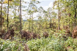 Buck Run Ridge Tract 26