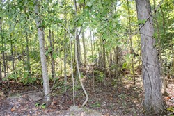property photo for Buck Run Ridge Tract 33, 2.98 acres for sale in Wayne County, Kentucky