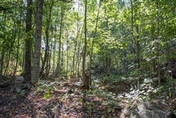property photo for Buck Run Ridge Tract 33, 2.98 acres for sale in Wayne County, Kentucky