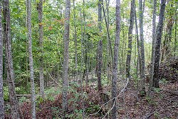 Buck Run Ridge Tract 9