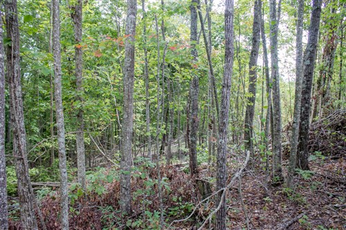 Buck Run Ridge Tract 9