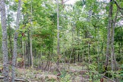 Buck Run Ridge Tract 9
