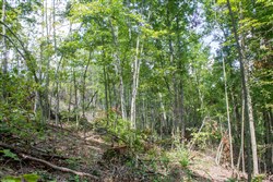 Buck Run Ridge Tract 9