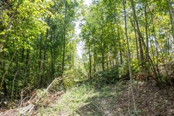 Buck Run Ridge Tract 9