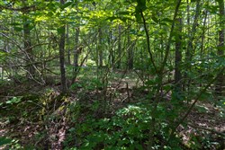 Poppys Point Tract 1