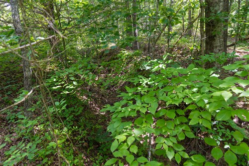 Poppys Point Tract 1