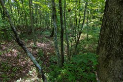 Poppys Point Tract 1