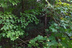 Poppys Point Tract 10