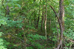 Poppys Point Tract 14