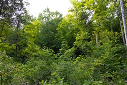 property photo for Poppys Point Tract 4, 6.82 acres for sale in Wayne County, Kentucky