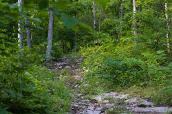 property photo for Poppys Point Tract 4, 6.82 acres for sale in Wayne County, Kentucky