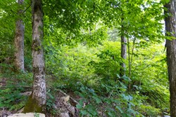 Poppys Point Tract 5