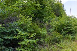 Poppys Point Tract 6