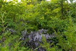 Poppys Point Tract 6