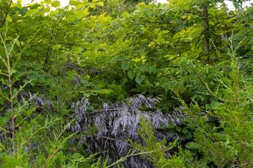Poppys Point Tract 6