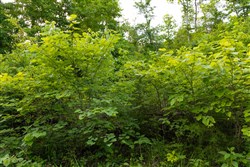 Poppys Point Tract 6