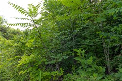 Poppys Point Tract 7