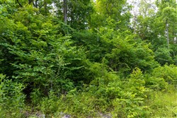 Poppys Point Tract 7