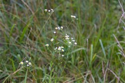 property photo for Poppys Point Tract 8, 2.07 acres for sale in Wayne County, Kentucky