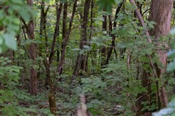 property photo for Poppys Point Tract 8, 2.07 acres for sale in Wayne County, Kentucky