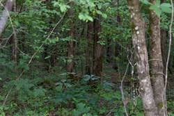 Poppys Point Tract 9