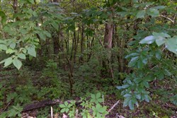 Poppys Point Tract 9