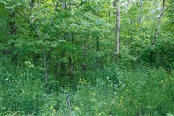 property photo for Riverbend Tract 24, 4.41 acres for sale in Wayne County, Kentucky