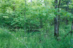 property photo for Riverbend Tract 24, 4.41 acres for sale in Wayne County, Kentucky