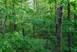 property photo for Riverbend Tract 24, 4.41 acres for sale in Wayne County, Kentucky