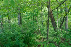 property photo for Riverbend Tract 24, 4.41 acres for sale in Wayne County, Kentucky