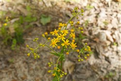 Riverbend Tract 6