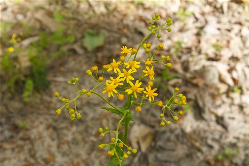 Riverbend Tract 6