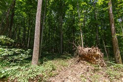 Rolling Hills Tract 10