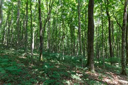 Rolling Hills Tract 10