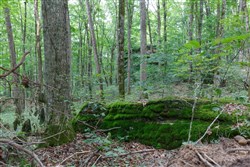 Rolling Hills Tract 11