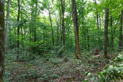 Rolling Hills Tract 11