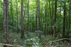 Rolling Hills Tract 11