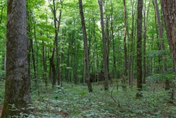 Rolling Hills Tract 11