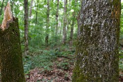 Rolling Hills Tract 12