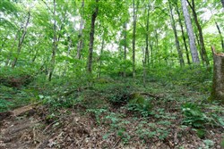 Rolling Hills Tract 12