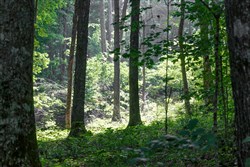 property photo for Rolling Hills Tract 15, 4.78 acres for sale in Wayne County, Kentucky