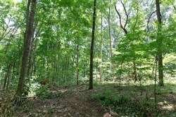 property photo for Rolling Hills Tract 15, 4.78 acres for sale in Wayne County, Kentucky